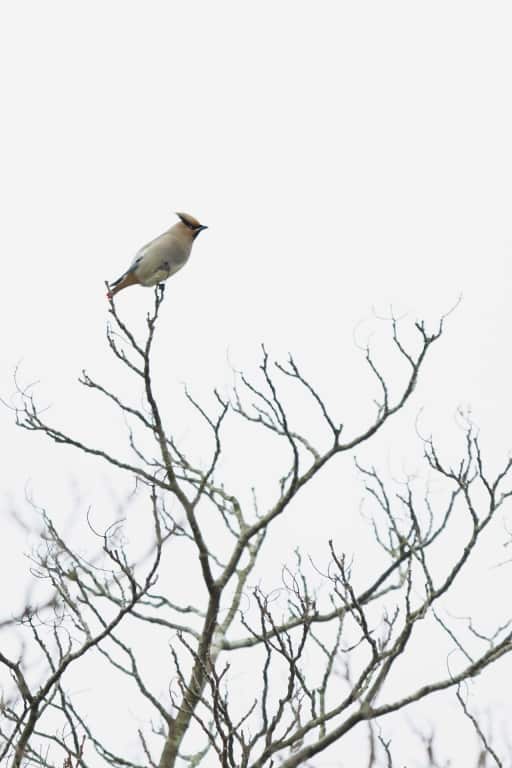 Japanese Waxwing Bombycilla japonica