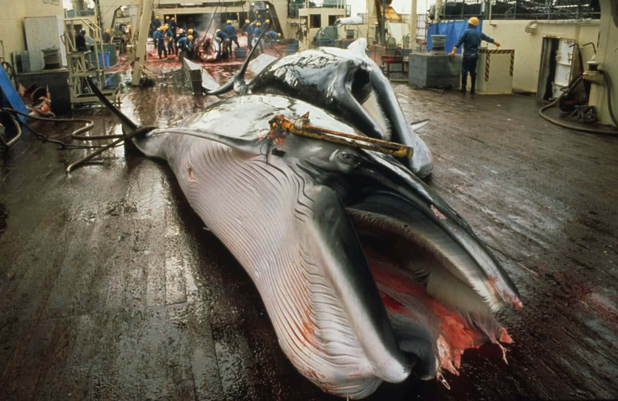 Japanese whaling ships leave ports to hunt for whales