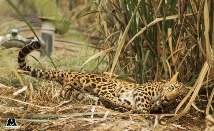 Jaw Traps and Snares: The Terrible Threat to India’s Wildlife