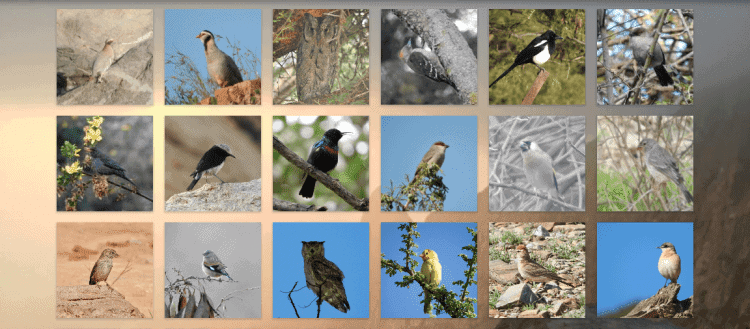 Jewels in the Crown: Introducing the Endemic Birds of Arabia
