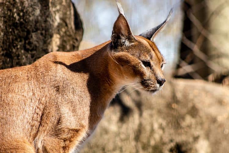 African Caracals Seized From Home and Sent to Sanctuary