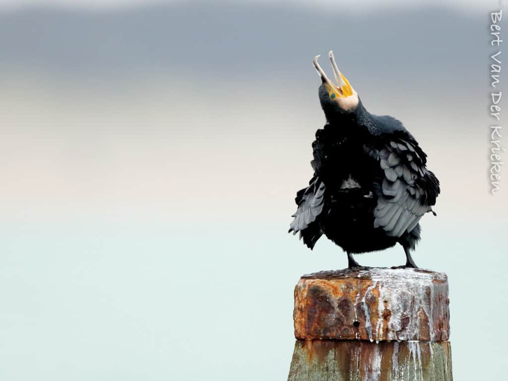 Great Cormorant – Phalacrocorax Carbo