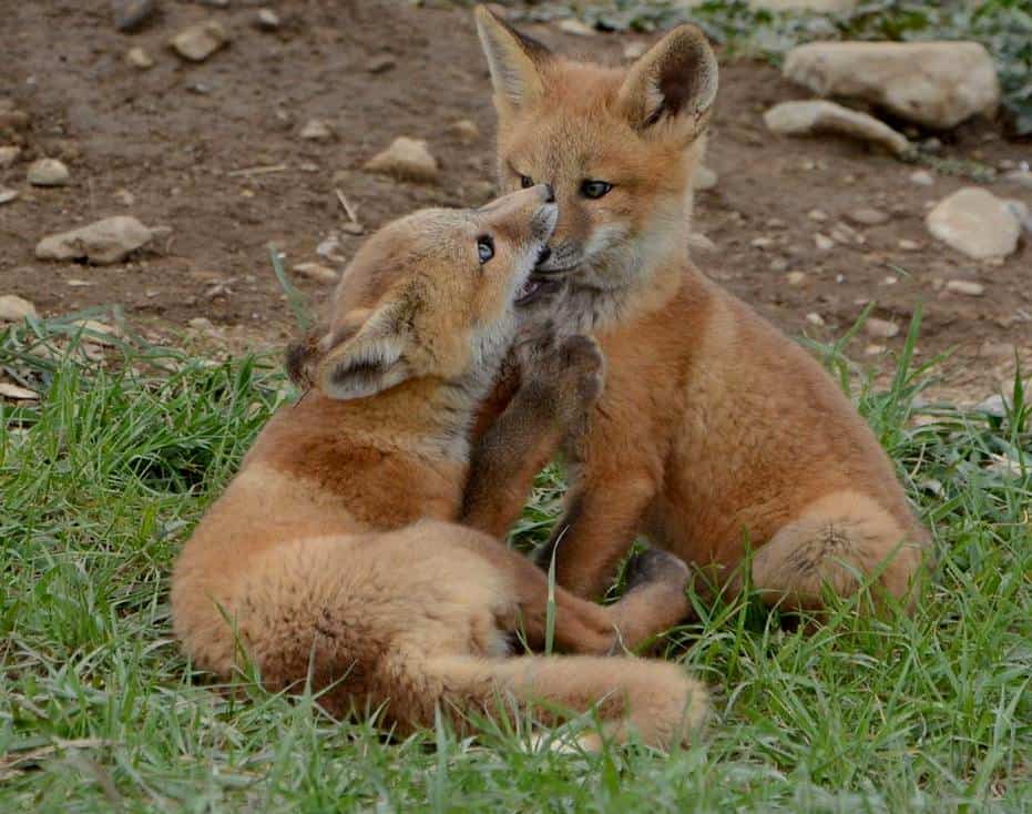 Red Fox Kits Focusing On Wildlife