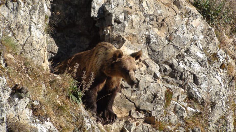 Incredible moment mama bear fights 500lb rival to death before fatal plunge 100 feet down mountain as she defends cub