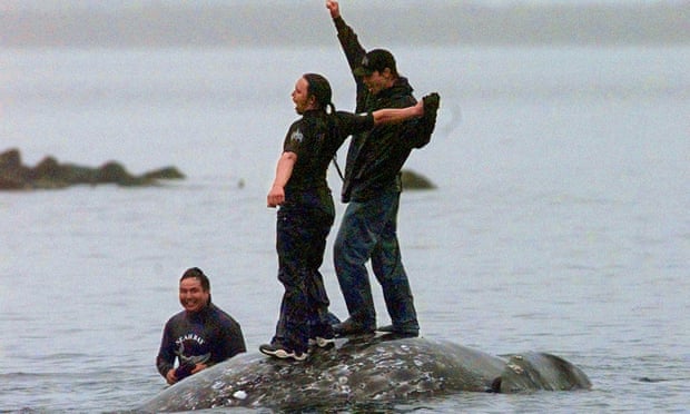 Judge recommends tribe be allowed to hunt gray whales off Washington state