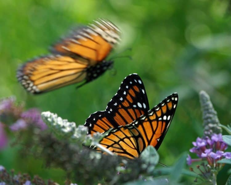 Monarch and Viceroy