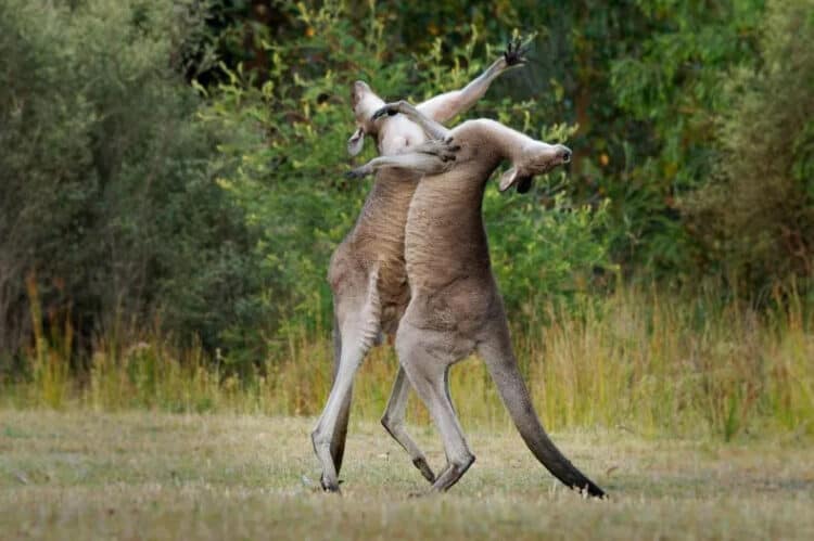 Stock image of two Eastern Grey Kangaroos fighting in Tasmania, Australia. A man in his 70s was attacked by a kangaroo in Australia and narrowly escaped. ISTOCK / GETTY IMAGES PLUS