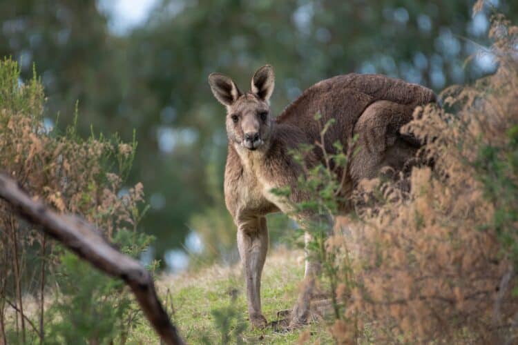 Kangaroos Increasingly Calling Texas Home But “Pets” They Are Not