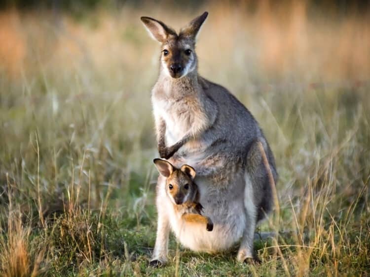 A newborn joey can’t suckle or swallow, so the kangaroo mom uses her muscles to pump milk down its throat. PHOTOGRAPH BY TIM HESTER, DREAMSTIME