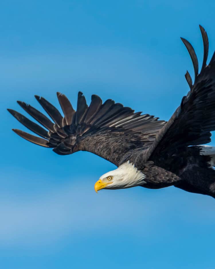 PHOTO: PEXELS BALD EAGLES ARE MAJESTIC BIRDS OF PREY KNOWN FOR THEIR IMPRESSIVE WINGSPAN AND STRIKING APPEARANCE.