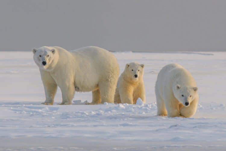 Keep polar bears and their extensive range safe from oil drilling