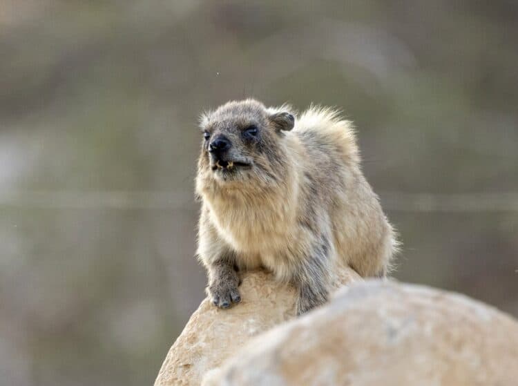 A male rock hyrax in the Ein Gedi Natural Reserve singing. Credit: Amiyaal Ilany