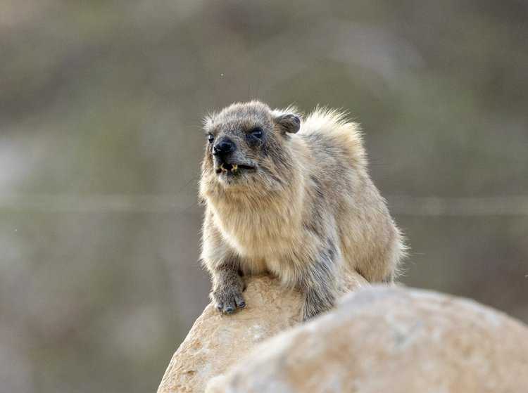 Keeping to a beat is linked to reproductive success in male rock hyraxes