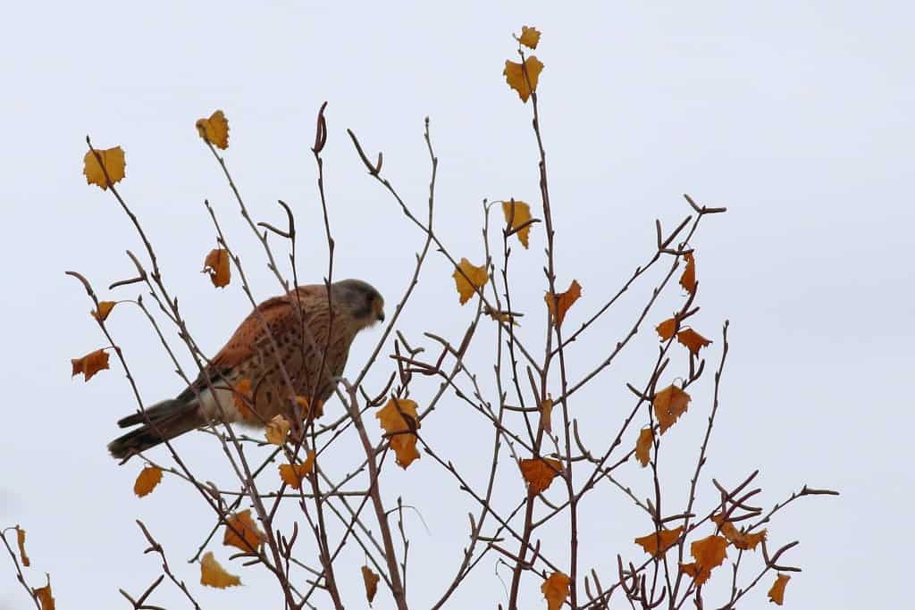 “Autumn Leaves”  –  Kestrel (Falco Tinnunculus)