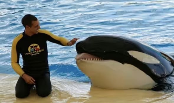 Trainer's horrific death as SeaWorld killer whale 'tore his organs and bit his body' (Image: NC)