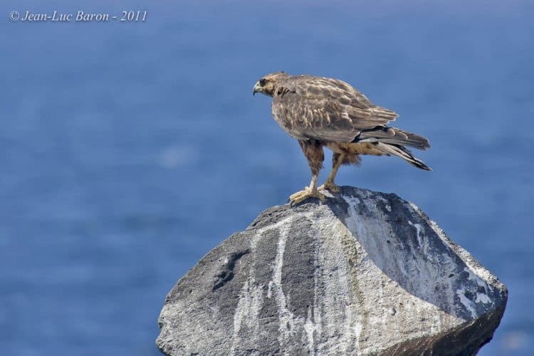Galapagos Hawk Buteo Galapagoensis