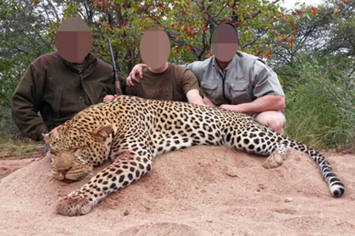 Killed for Fun - Evil trophy hunters ‘pay thousands to have leopards kneecapped to make them easier to hunt’