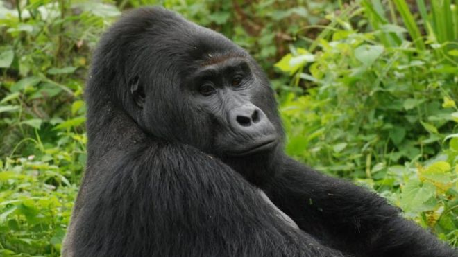 Killer of Rafiki, Uganda's rare silverback mountain gorilla, jailed