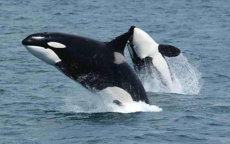Young Killer Whale Seeks Human Help to Rescue Entangled Mother