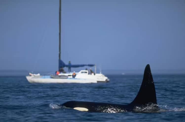 Killer whales have been increasingly attacking boats in the past few years (Image: Getty)