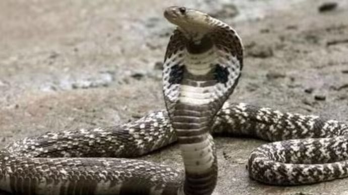 King Cobra is the longest venomous snake in the world. (Photo: Representative Image)