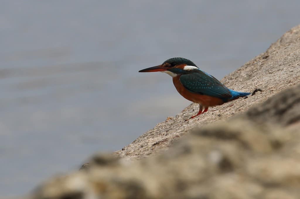 Common Kingfisher Alcedo atthis