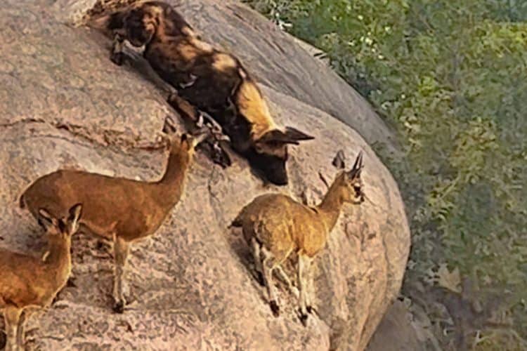 Klipspringers come under siege by a pack of wild dogs on cliff edge