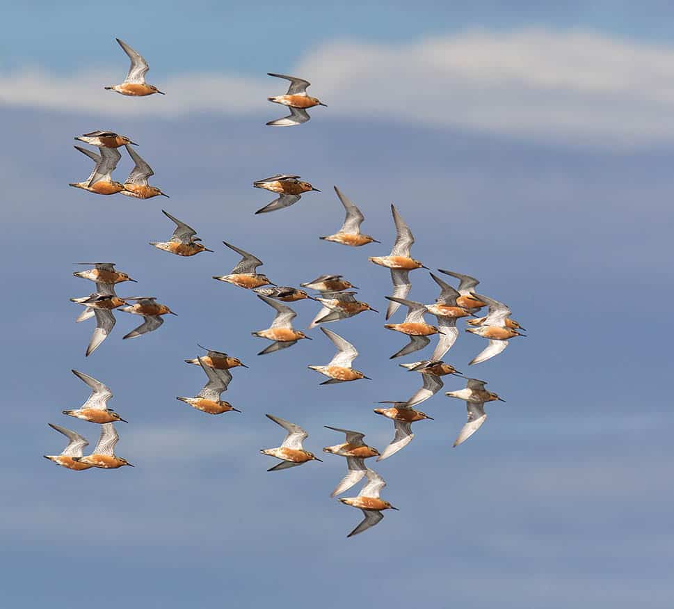 Red Knot Migrating