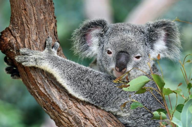 Petition: Protect Australia’s Declining Koala Population