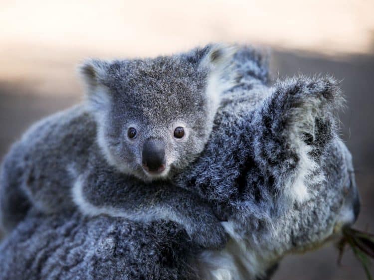 ‘Koala massacre’ prompts Australian authorities to issue hundreds of animal cruelty charges