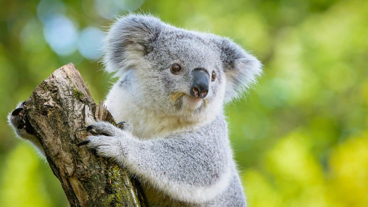 Koalas Face Extinction in Next 30 Years Without Urgent Intervention, Report Warns