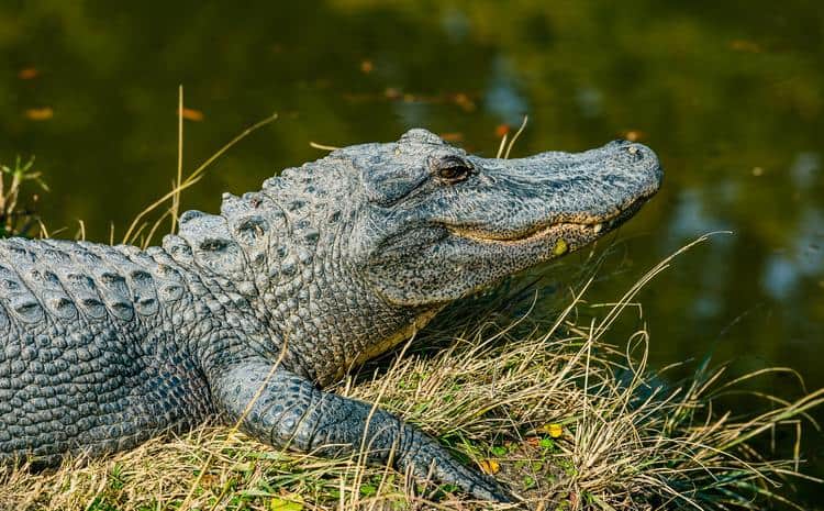 Two Teenagers Arrested After Killing Two Alligators
