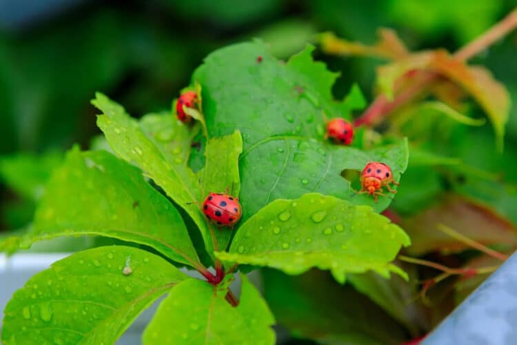 Ladybugs contribute to a healthy garden by feasting on a variety of pests. ds3ann / Imazins / Getty Images