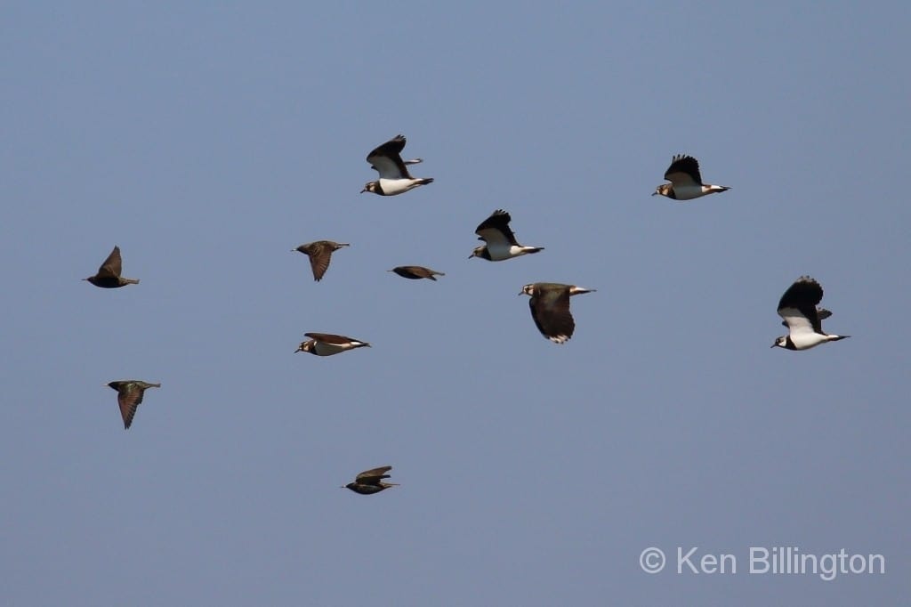 Starlings and Lapwings Race