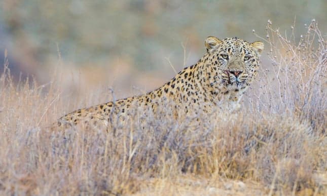 Last chance for the Persian leopard: the fight to save Iraqi Kurdistan’s forests