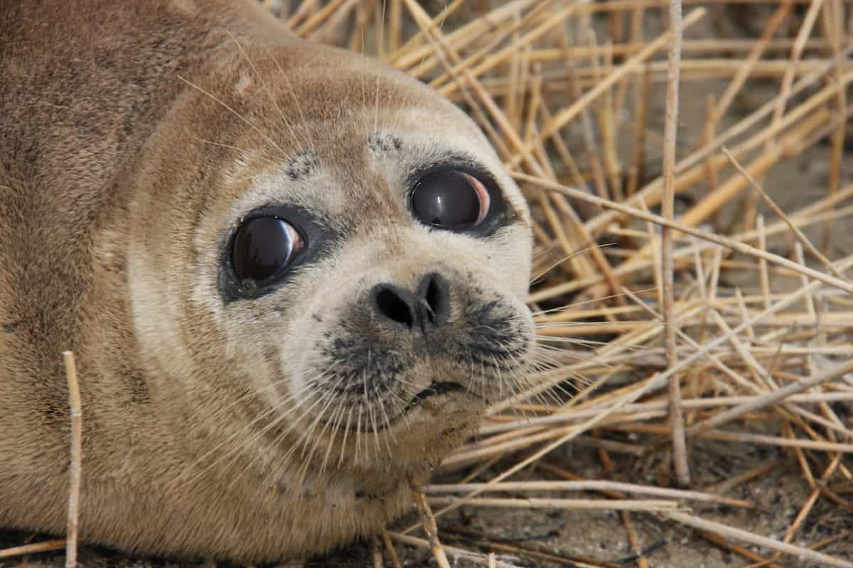 Latest mass stranding raises concerns for endangered Caspian seals
