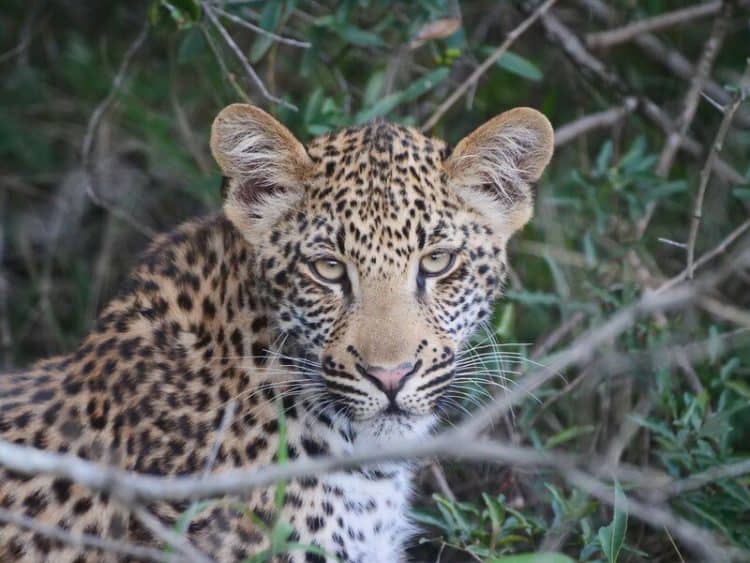 Lawsuit Aims to Protect African Leopards From U.S. Trophy Hunters