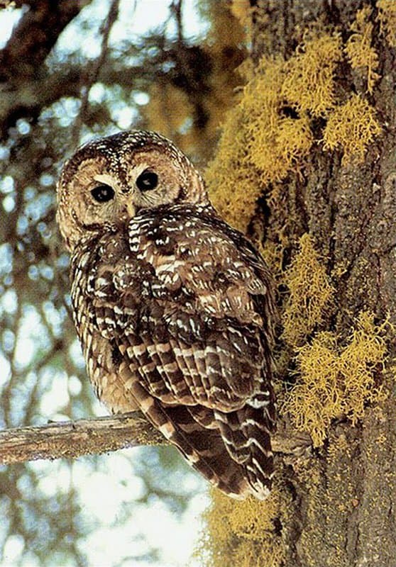 Lawsuit Launched to Overturn Trump Administration’s Denial of Protection to California Spotted Owls