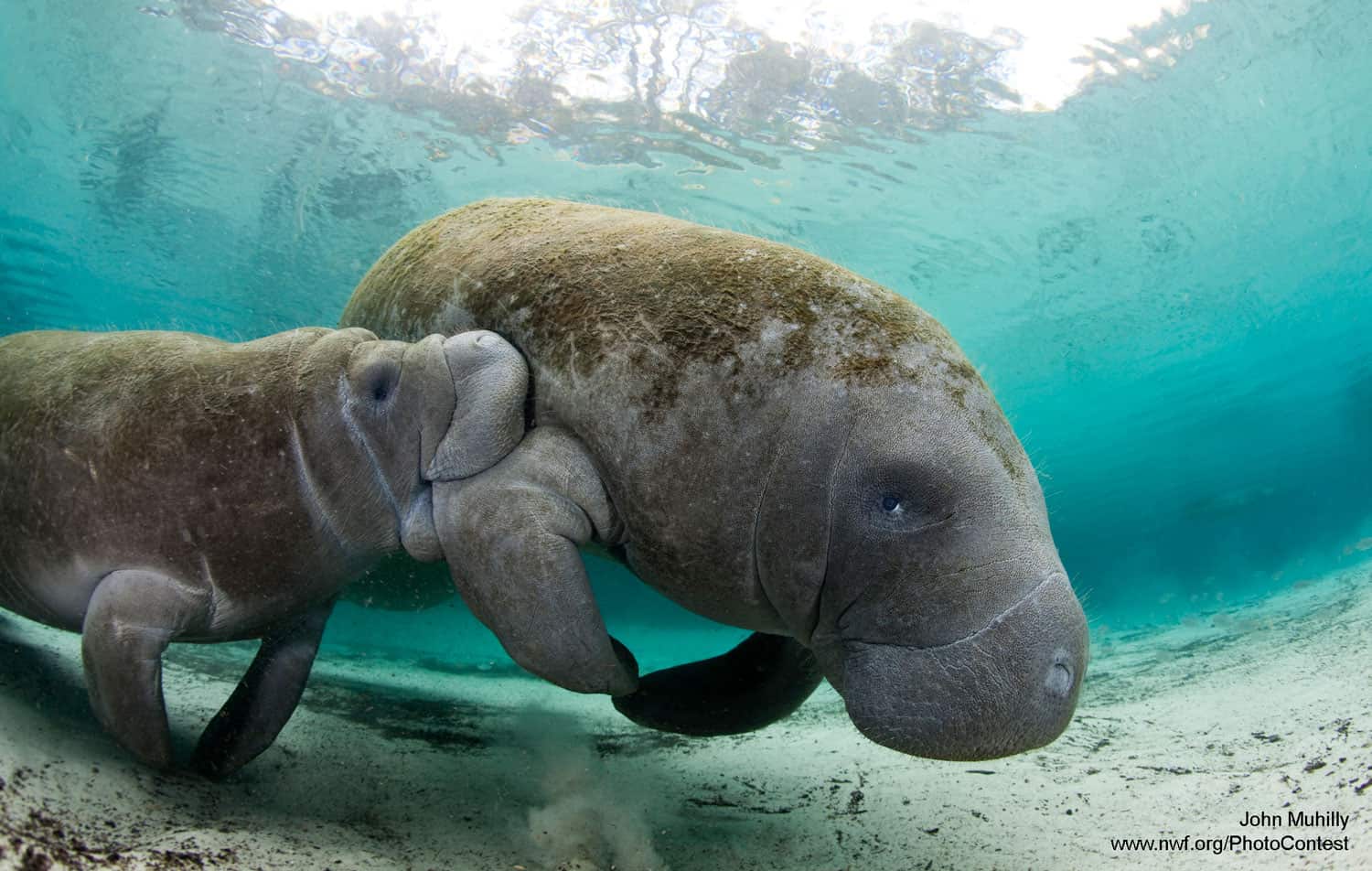 Leaking Phosphate Plant Puts Tampa Bay’s Manatees At Risk