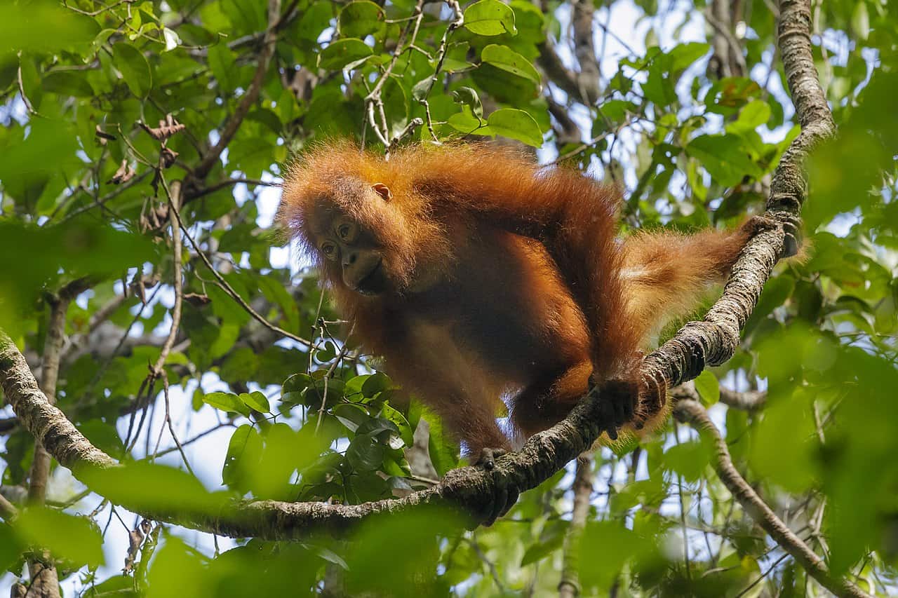 Lean times leave orangutans wasting away. Habitat loss makes things worse