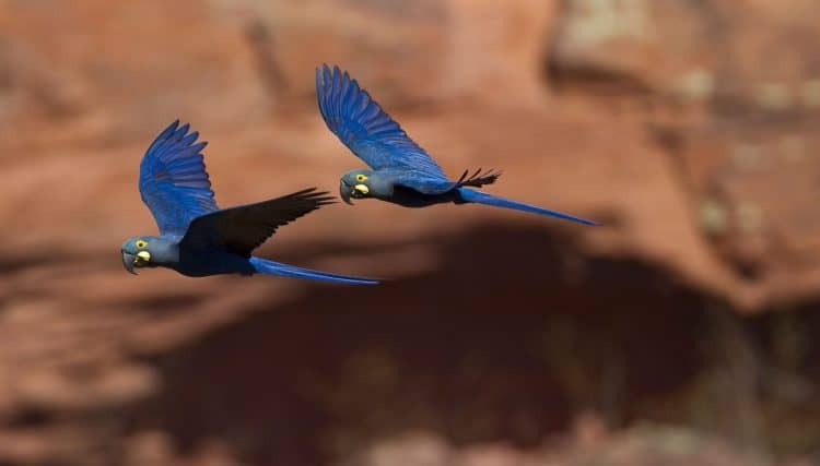 Lear’s macaws threatened by planned wind farm in Brazil, experts warn
