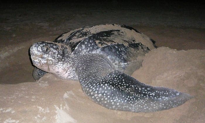 Leatherback turtle nest numbers in south Florida double previous record