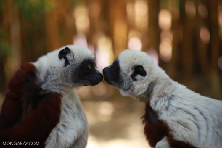 Lemurs might never recover from COVID-19 (commentary)