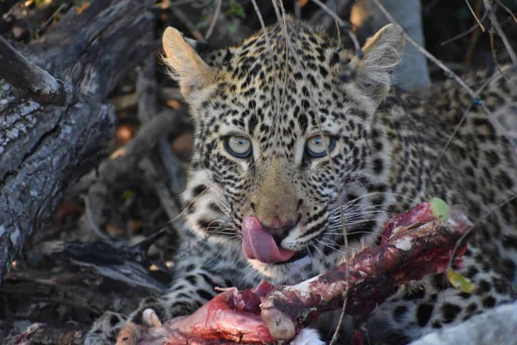 Dinner for Leopard