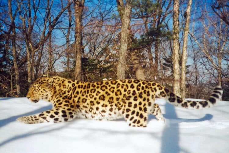A leopard in Primorsky Krai region in the Russian Far East caught on camera. Image by Wildlife Conservation Society via Flickr (CC BY-NC 2.0).