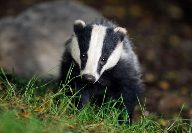 Lessons learned from Covid-19 must spell the end of the badger cull