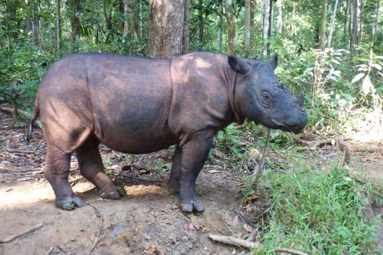 Letter to the Editor: The Sumatran rhinoceros conservation to be classified a status of emergency and a protocol applied accordingly