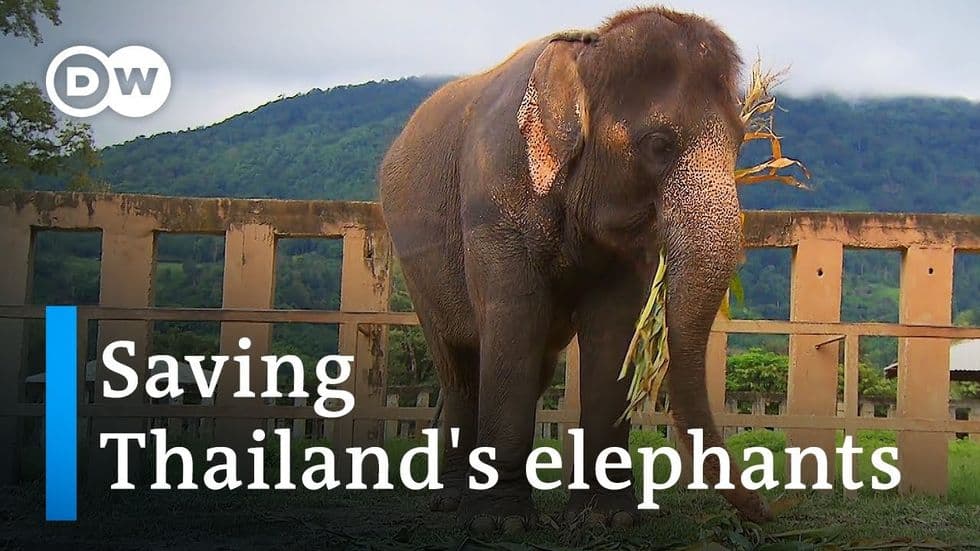 Life After the Tourist Trade for Thailand's Elephants