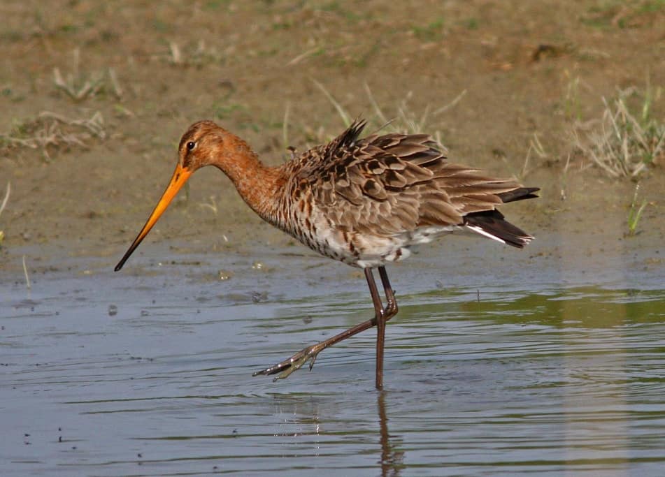 Black-tailed Godwit Limosa limosa