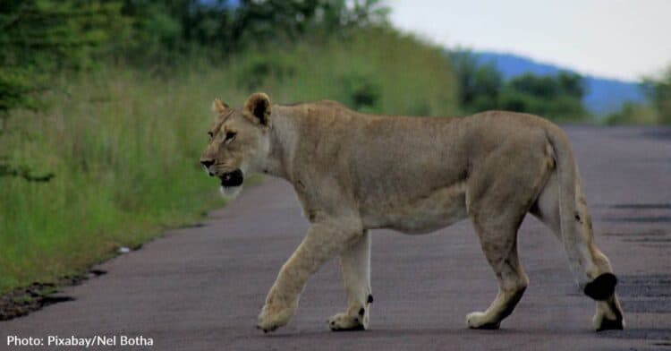 Lions Bring Traffic To A Halt At Kruger National Park